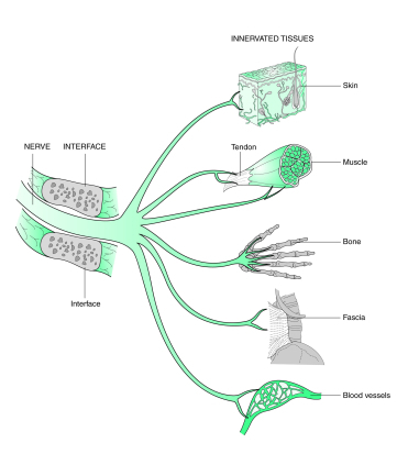 Figure 1. Les bases de la méthode neurodynamique clinique.  Les trois types de structure – l’interface, le tissu neural et le tissu innervé (Shacklock 2005a, copyright Elsevier, Oxford). Reproduction interdite. DR